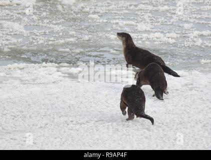 Wyoming, USA. 20. Dezember, 2018. Eine Gruppe von Nördlichen Fischotter Rennen über das Eis entlang der Green River bei Seedskadee National Wildlife Refuge in Sweetwater County, Wyoming. Fischotter sind in den Wildlife Refugee aber sind schwer zu sehen, wie Sie aus Angst vor Menschen sind. Credit: Planetpix/Alamy leben Nachrichten Stockfoto