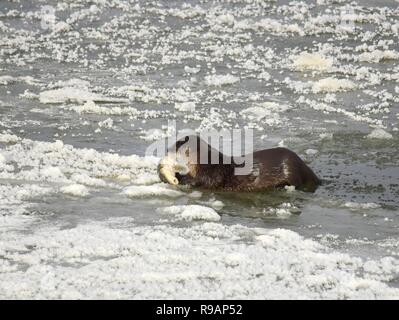 Wyoming, USA. 20. Dezember, 2018. Eine Nördliche river Otter ruht auf dem Fluss Eis, wie es ein weißer sucker Fisch entlang der Green River bei Seedskadee National Wildlife Refuge in Sweetwater County, Wyoming isst. Fischotter sind in den Wildlife Refugee aber sind schwer zu sehen, wie Sie aus Angst vor Menschen sind. Credit: Planetpix/Alamy leben Nachrichten Stockfoto