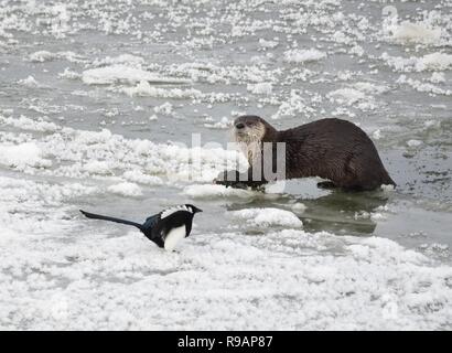 Wyoming, USA. 20. Dezember, 2018. Zwei schwarz-billed Elstern versuchen in der Mahlzeit mit einem Nördlichen river Otter zu teilen, wie es ein weißer sucker Fisch entlang der vereist Green River isst bei Seedskadee National Wildlife Refuge in Sweetwater County, Wyoming. Fischotter sind in den Wildlife Refugee aber sind schwer zu sehen, wie Sie aus Angst vor Menschen sind. Credit: Planetpix/Alamy leben Nachrichten Stockfoto