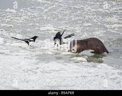 Wyoming, USA. 20. Dezember, 2018. Zwei schwarz-billed Elstern versuchen in der Mahlzeit mit einem Nördlichen river Otter zu teilen, wie es ein weißer sucker Fisch entlang der vereist Green River isst bei Seedskadee National Wildlife Refuge in Sweetwater County, Wyoming. Fischotter sind in den Wildlife Refugee aber sind schwer zu sehen, wie Sie aus Angst vor Menschen sind. Credit: Planetpix/Alamy leben Nachrichten Stockfoto