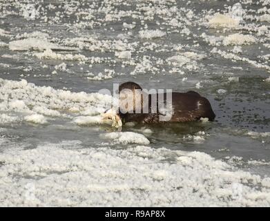 Wyoming, USA. 20. Dezember, 2018. Eine Nördliche river Otter ruht auf dem Fluss Eis, wie es ein weißer sucker Fisch entlang der Green River bei Seedskadee National Wildlife Refuge in Sweetwater County, Wyoming isst. Fischotter sind in den Wildlife Refugee aber sind schwer zu sehen, wie Sie aus Angst vor Menschen sind. Credit: Planetpix/Alamy leben Nachrichten Stockfoto