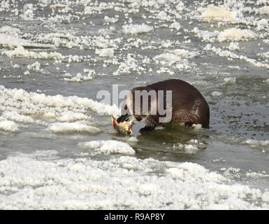 Wyoming, USA. 20. Dezember, 2018. Eine Nördliche river Otter ruht auf dem Fluss Eis, wie es ein weißer sucker Fisch entlang der Green River bei Seedskadee National Wildlife Refuge in Sweetwater County, Wyoming isst. Fischotter sind in den Wildlife Refugee aber sind schwer zu sehen, wie Sie aus Angst vor Menschen sind. Credit: Planetpix/Alamy leben Nachrichten Stockfoto