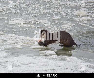 Wyoming, USA. 20. Dezember, 2018. Eine Nördliche river Otter ruht auf dem Fluss Eis, wie es ein weißer sucker Fisch entlang der Green River bei Seedskadee National Wildlife Refuge in Sweetwater County, Wyoming isst. Fischotter sind in den Wildlife Refugee aber sind schwer zu sehen, wie Sie aus Angst vor Menschen sind. Credit: Planetpix/Alamy leben Nachrichten Stockfoto