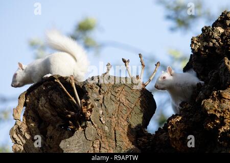 Albino-Eichhörnchen in einem Park in Eastbourne, Sussex. Albino-Tiere haben kein Pigment im Fell und rote Augen. Stockfoto