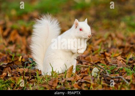 Albino-Eichhörnchen in einem Park in Eastbourne, Sussex. Albino-Tiere haben kein Pigment im Fell und rote Augen. Stockfoto