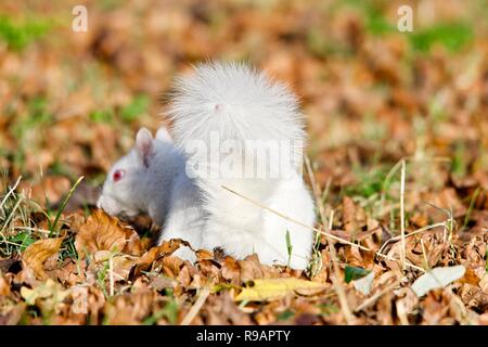 Albino-Eichhörnchen in einem Park in Eastbourne, Sussex. Albino-Tiere haben kein Pigment im Fell und rote Augen. Stockfoto