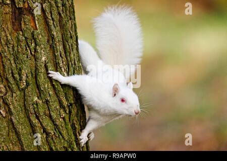 Albino-Eichhörnchen in einem Park in Eastbourne, Sussex. Albino-Tiere haben kein Pigment im Fell und rote Augen. Stockfoto