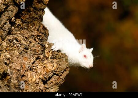 Albino-Eichhörnchen in einem Park in Eastbourne, Sussex. Albino-Tiere haben kein Pigment im Fell und rote Augen. Stockfoto