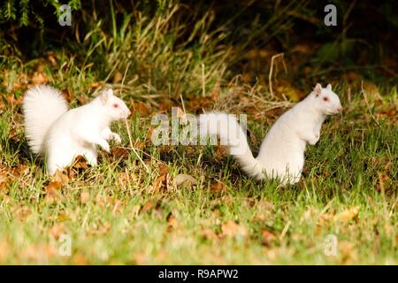 Albino-Eichhörnchen in einem Park in Eastbourne, Sussex. Albino-Tiere haben kein Pigment im Fell und rote Augen. Stockfoto