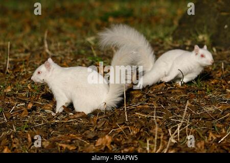 Albino-Eichhörnchen in einem Park in Eastbourne, Sussex. Albino-Tiere haben kein Pigment im Fell und rote Augen. Stockfoto