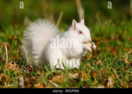 Albino-Eichhörnchen in einem Park in Eastbourne, Sussex. Albino-Tiere haben kein Pigment im Fell und rote Augen. Stockfoto