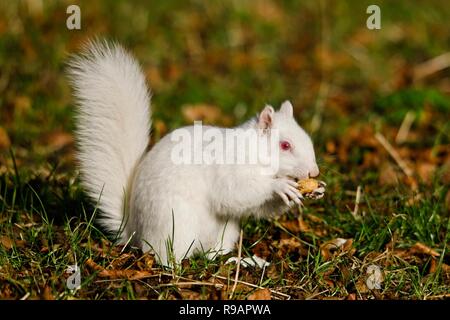 Albino-Eichhörnchen in einem Park in Eastbourne, Sussex. Albino-Tiere haben kein Pigment im Fell und rote Augen. Stockfoto