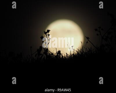 Leysdown, Kent, Großbritannien. 22. Dezember, 2018. UK Wetter: Die vollständige 'kalt' Mond in Leysdown, Kent heute abend steigt. Credit: James Bell/Alamy leben Nachrichten Stockfoto