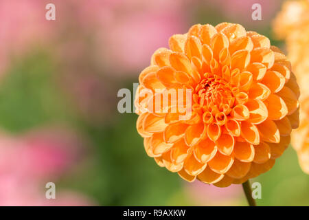 Nahaufnahme einer Orange Dahlie Sylvia (Pompon) Blüte im Sommer. Stockfoto