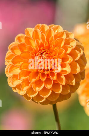 Nahaufnahme einer Orange Dahlie Sylvia (Pompon) Blüte im Sommer. Stockfoto