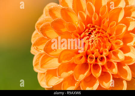 Nahaufnahme einer Orange Dahlie Sylvia (Pompon) Blüte im Sommer. Stockfoto