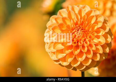 Nahaufnahme einer Orange Dahlie Sylvia (Pompon) Blüte im Sommer. Stockfoto