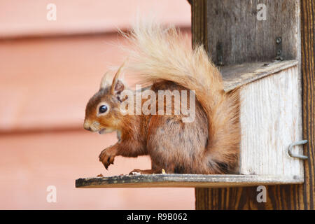Eichhörnchen auf einem Schrägförderer außerhalb des Visitor Center in Insel Brownsea, Dorset, Großbritannien Stockfoto