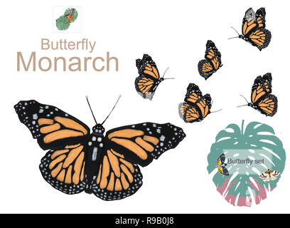 Schöne sechs Monarch Schmetterlinge, auf weißem Hintergrund. Aquarell Stil. Stockfoto