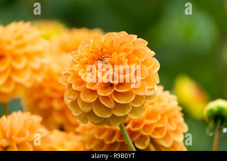 Nahaufnahme einer Orange Dahlie Sylvia (Pompon) Blüte im Sommer. Stockfoto