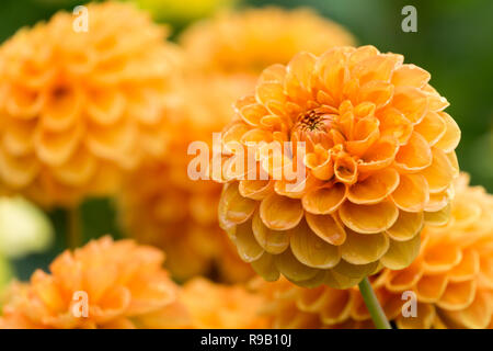 Nahaufnahme einer Orange Dahlie Sylvia (Pompon) Blüte im Sommer. Stockfoto