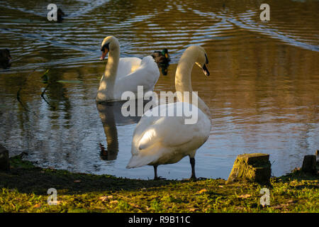 Schwäne und Enten teilen sich einen kleinen See an einem Wintertag Stockfoto