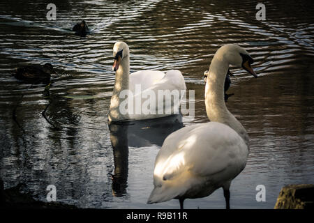 Schwäne und Enten teilen sich einen kleinen See an einem Wintertag Stockfoto