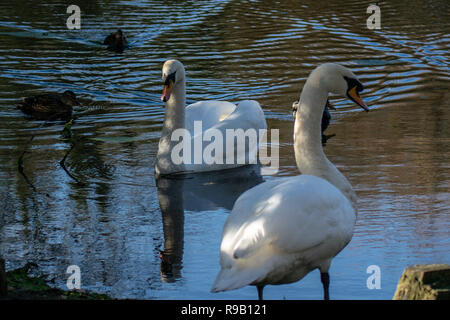 Schwäne und Enten teilen sich einen kleinen See an einem Wintertag Stockfoto