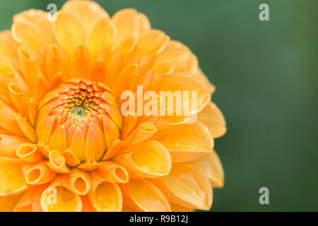 Nahaufnahme einer Orange Dahlie Sylvia (Pompon) Blüte im Sommer. Stockfoto
