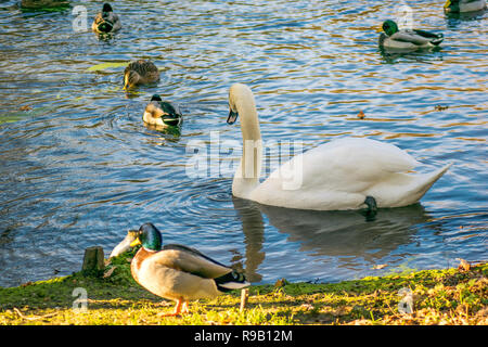 Schwäne und Enten teilen sich einen kleinen See an einem Wintertag Stockfoto