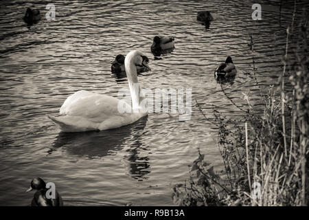 Schwäne und Enten teilen sich einen kleinen See an einem Wintertag Stockfoto