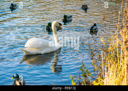 Schwäne und Enten teilen sich einen kleinen See an einem Wintertag Stockfoto