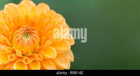 Nahaufnahme einer Orange Dahlie Sylvia (Pompon) Blüte im Sommer. Stockfoto