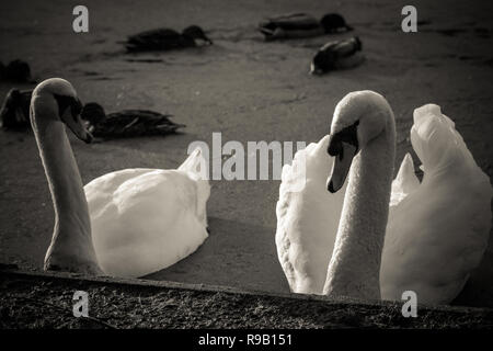 Schwäne und Enten teilen sich einen kleinen See an einem Wintertag Stockfoto