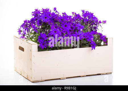 Eine große Anzahl von lila Gänseblümchen in einer Box, eine große Holzkiste, die auf einem weißen Hintergrund isolieren Stockfoto