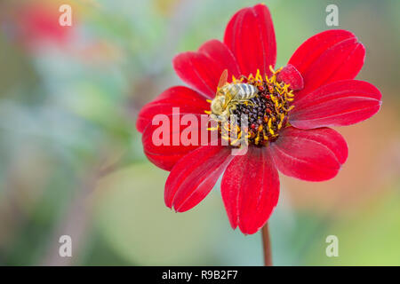 Nahaufnahme einer roten Dahlie Bishop Auckland (Dahlia Pooh) Blüte an einem sonnigen Tag. Stockfoto