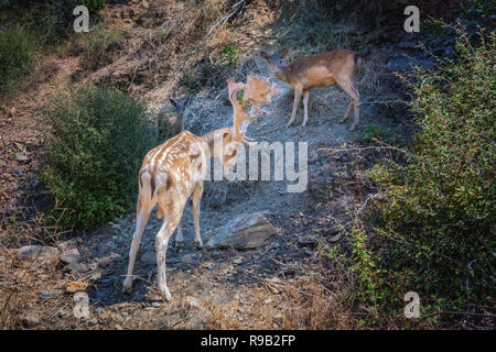 Natur Szene mit Damwild Familie stehen auf felsigen Hang. Weiß gefleckte Hirsch mit großen schönen Hörner schützt Frauen und Baby deer, auch genannt w Stockfoto