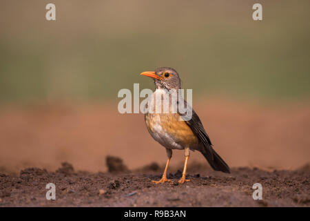 Kurrichane Thrush (Turdus libonyana), Zimanga Private Game Reserve, KwaZulu-Natal, Südafrika Stockfoto