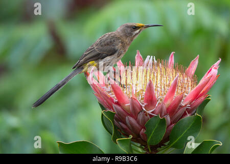 Cape sugarbird (Promerops cafer) auf königsprotea, Kirstenbosch National Botanical Garden, Cape Town, Südafrika Stockfoto