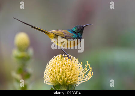 Orange-breasted Sunbird (Anthobaphes violacea) auf nadelkissen 'Yellow Bird', Kirstenbosch National Botanical Garden, Cape Town, Südafrika, Stockfoto