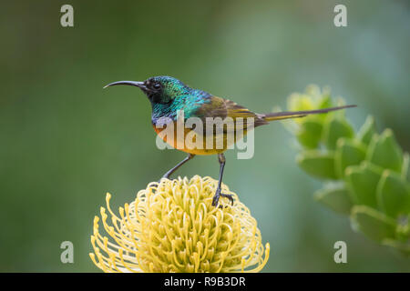 Orange-breasted Sunbird (Anthobaphes violacea) auf nadelkissen 'Yellow Bird', Kirstenbosch National Botanical Garden, Cape Town, Südafrika, Stockfoto