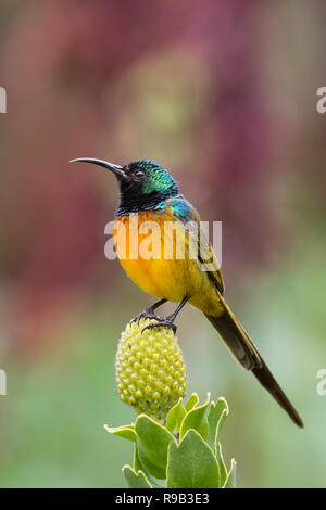 Orange-breasted Sunbird (Anthobaphes violacea), Nationalen Botanischen Garten Kirstenbosch, Kapstadt, Südafrika Stockfoto