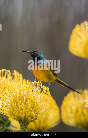 Orange-breasted Sunbird (Anthobaphes violacea) auf nadelkissen 'Yellow Bird', Kirstenbosch National Botanical Garden, Cape Town, Südafrika Stockfoto