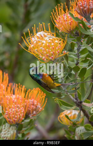 Orange-breasted Sunbird (Anthobaphes violacea), Nationalen Botanischen Garten Kirstenbosch, Kapstadt, Südafrika Stockfoto