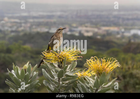 Cape sugarbird (Promerops cafer), Nationalen Botanischen Garten Kirstenbosch, Kapstadt, Südafrika Stockfoto