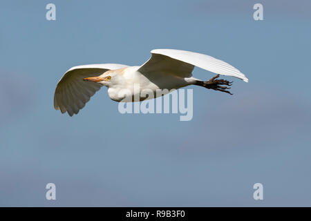 Western Kuhreiher (Bubulcus ibis) im Flug, Addo Elephant National Park, Eastern Cape, Südafrika Stockfoto