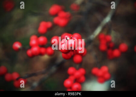 Ein Bündel von roten Beeren im Winter hingen von den Zweig. Stockfoto