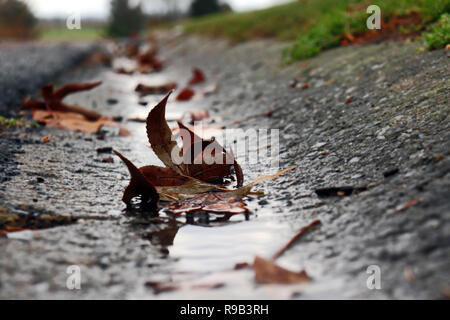 Gefallenen braune Blätter bei Regen Wasser in einer Gosse liegend Stockfoto