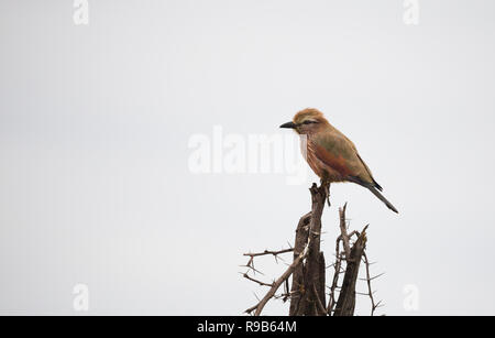 Lila Rolle (Coracias naevius) Vogelarten gehockt oder hocken auf einem Baum vor einem weißen Hintergrund mit Kopie Platz in der Wildnis von Südafrika Stockfoto