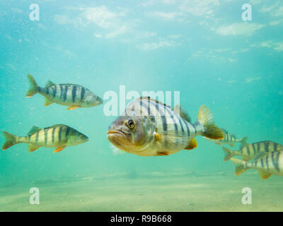 Große barsch Fisch mit Verletzungen geheilt Gesicht Schwimmen im klaren Wasser. Stockfoto